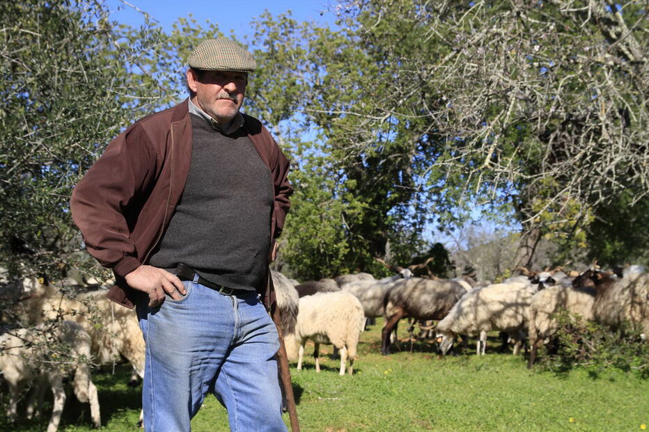 Joaquim Nunes é produtor de ovelhas em Estoi, no Algarve