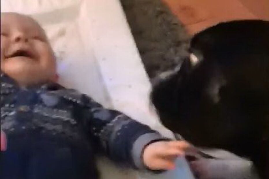 Um cão é o melhor amigo de... um bebé