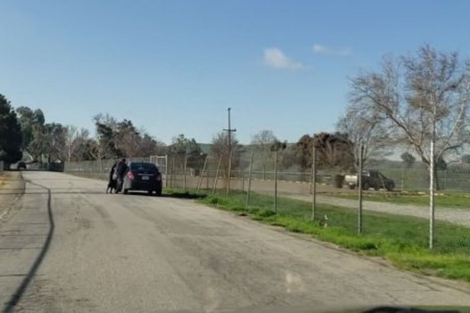 Vídeo mostra cão desesperado a tentar entrar em carro de dono que o abandonou