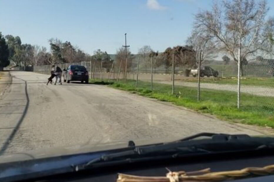 Vídeo mostra cão desesperado a tentar entrar em carro de dono que o abandonou