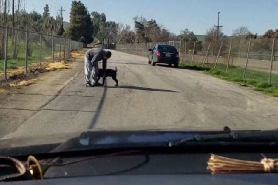 Vídeo mostra cão desesperado a tentar entrar em carro de dono que o abandonou