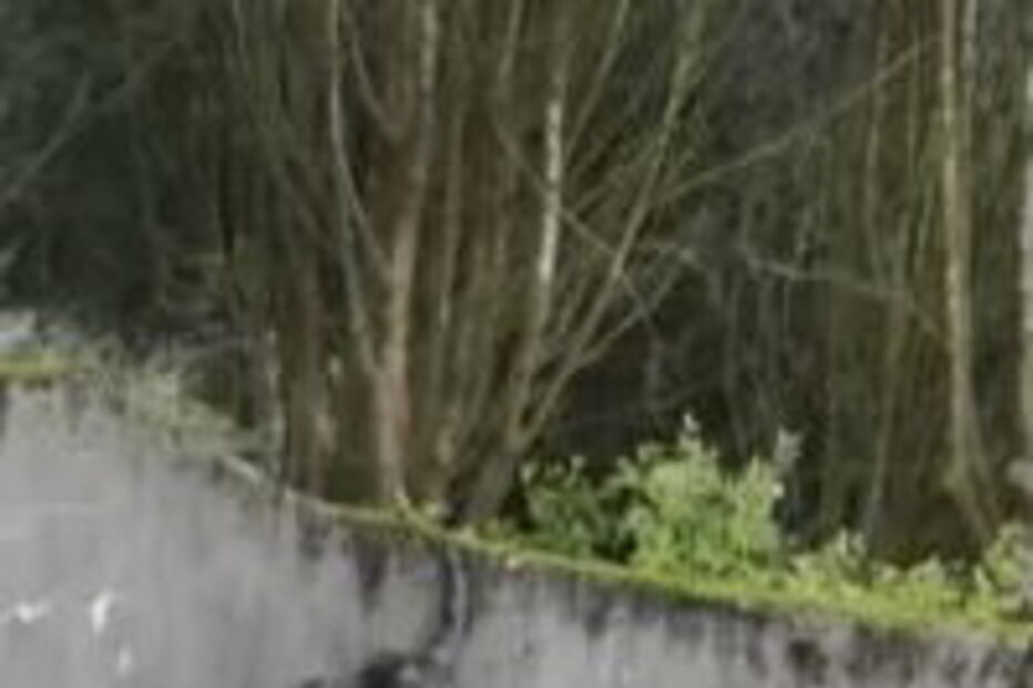 Chimpanzés trepam muro de jardim zoológico e assustam visitantes 