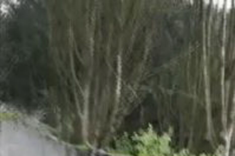 Chimpanzés trepam muro de jardim zoológico e assustam visitantes 