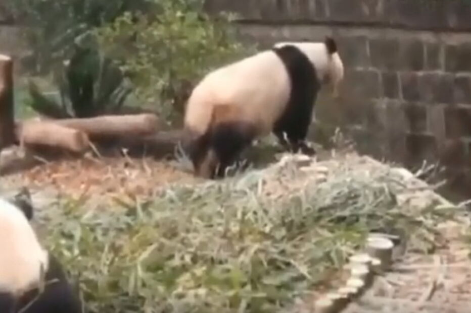 Base de Pesquisa e Criação de pandas, China 