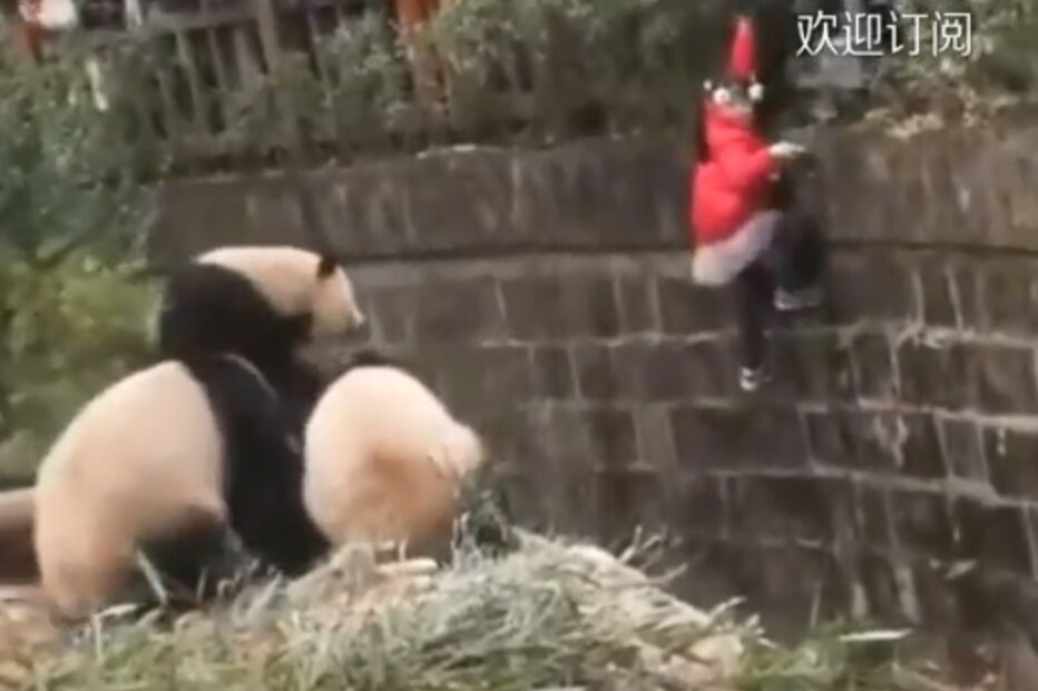 Base de Pesquisa e Criação de pandas, China 
