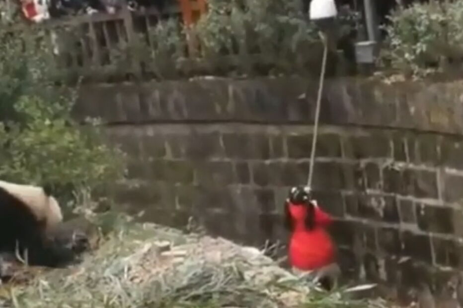 Base de Pesquisa e Criação de pandas, China 