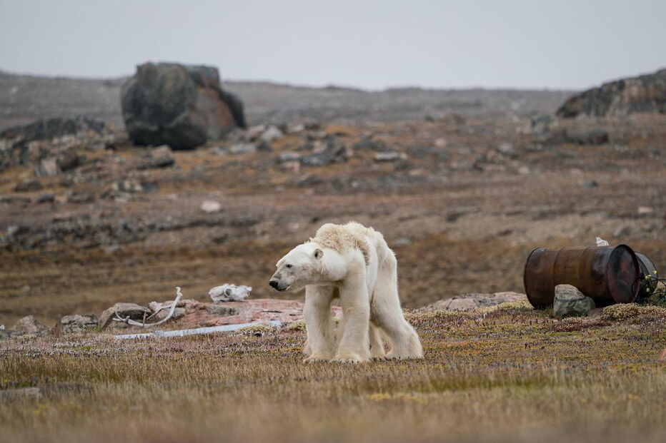 Urso polar no Canadá