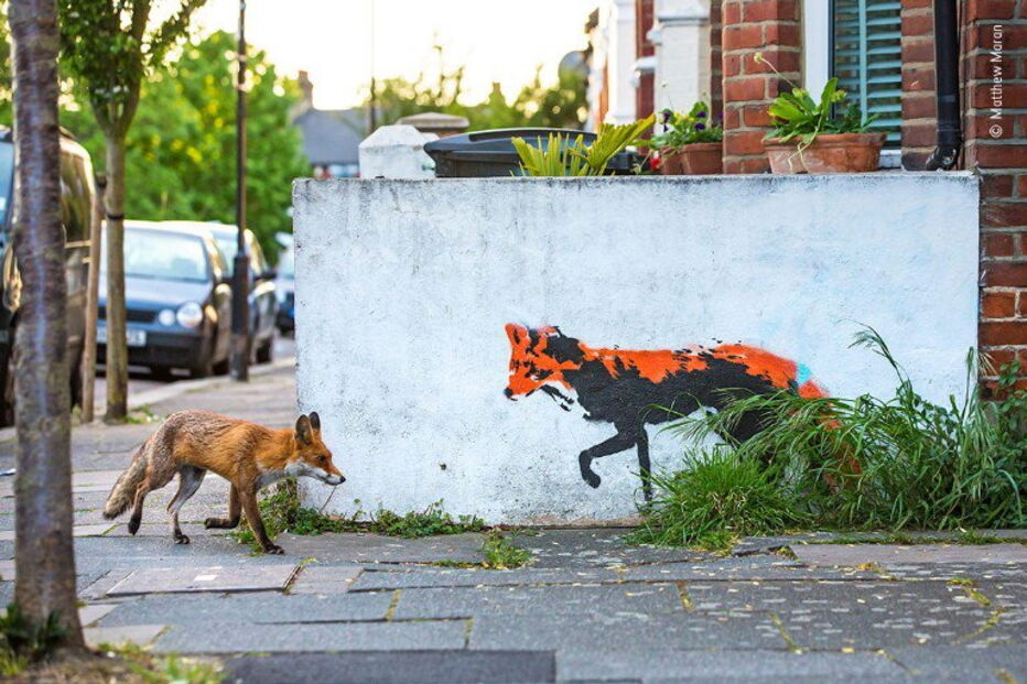 Raposa cruza-se com rapoza grafitada numa parede em Londres