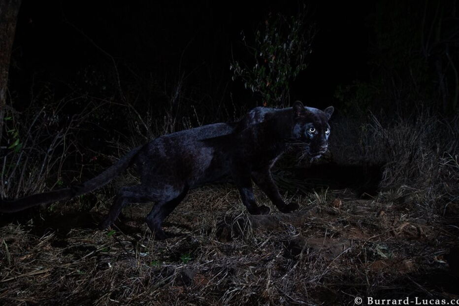 Leopardo negro africano