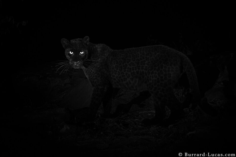 Leopardo negro africano