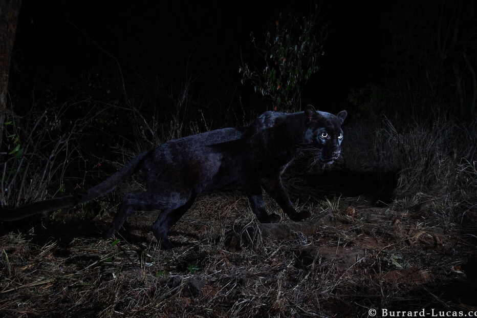 Leopardo negro africano