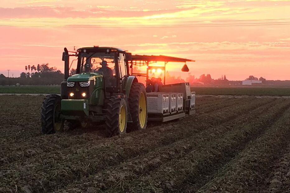 Fábrica de batata doce de Manuel Vieira