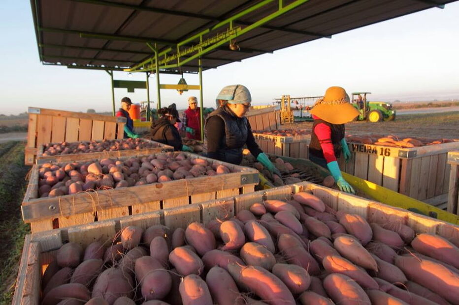 Fábrica de batata doce de Manuel Vieira