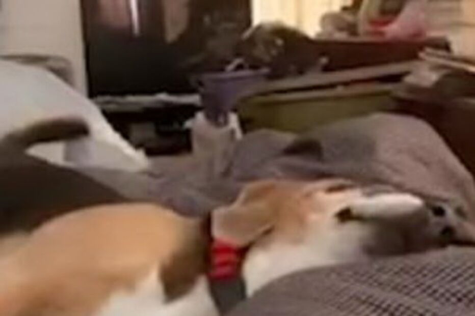 Cadela finge-se de morta após ‘tiros’ da dona 