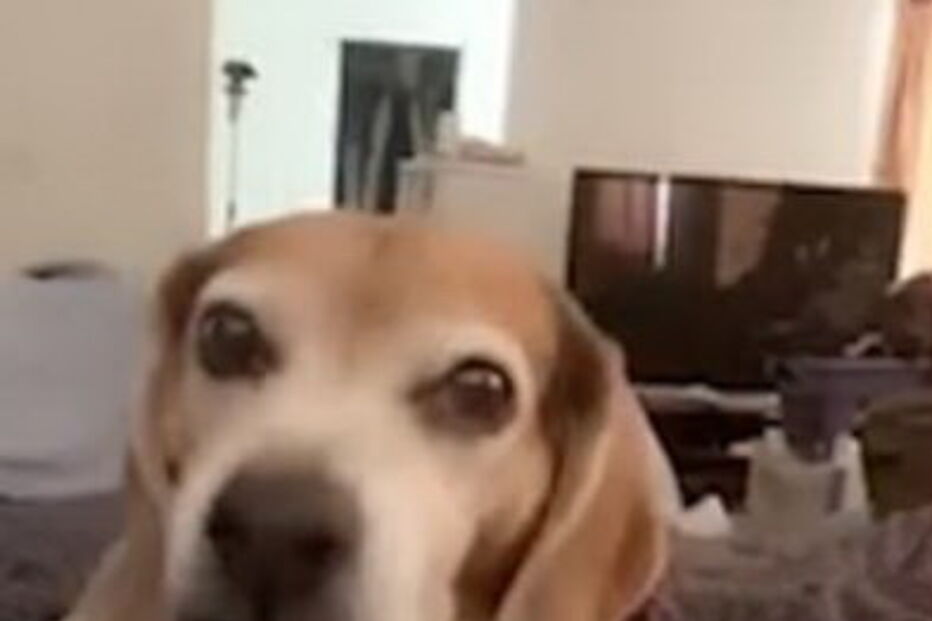 Cadela finge-se de morta após ‘tiros’ da dona 