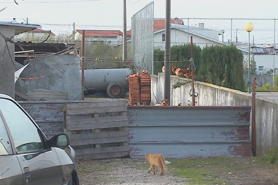 Homem esfaqueia primo em Aveiro