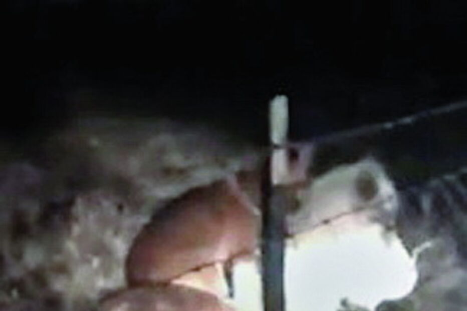 Cão é o melhor amigo de um pónei