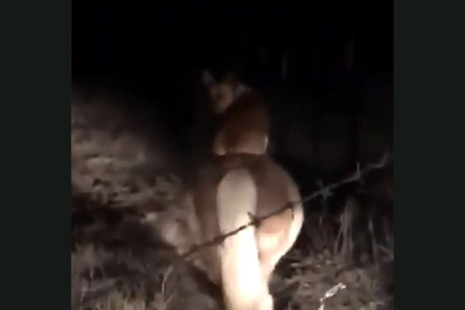 Cão é o melhor amigo de um pónei