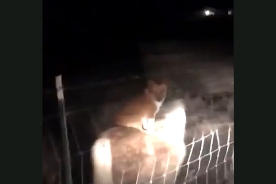 Cão é o melhor amigo de um pónei