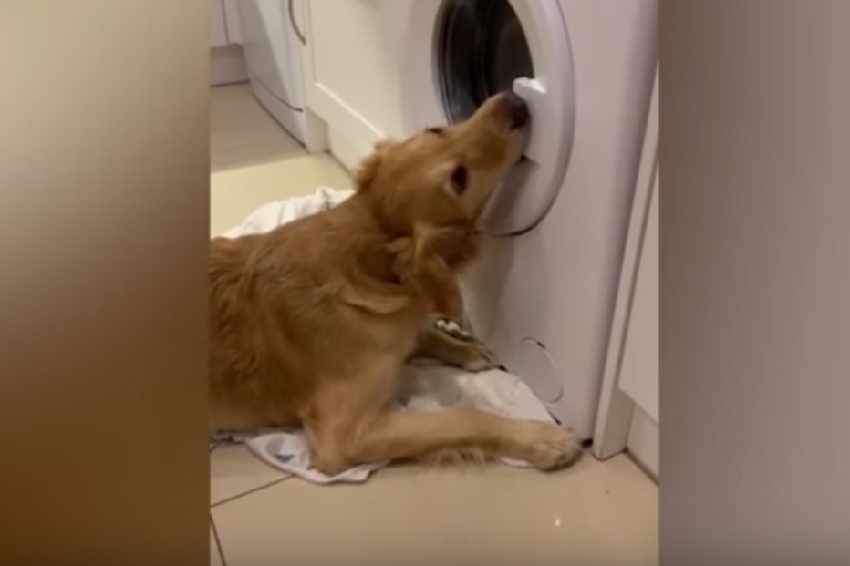 Cão desesperado por peluche posto na máquina de lavar