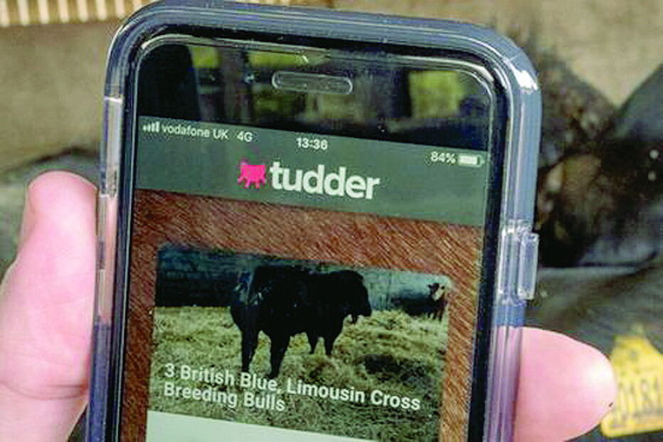 Site de encontros para vacas faz sucesso no Reino Unido