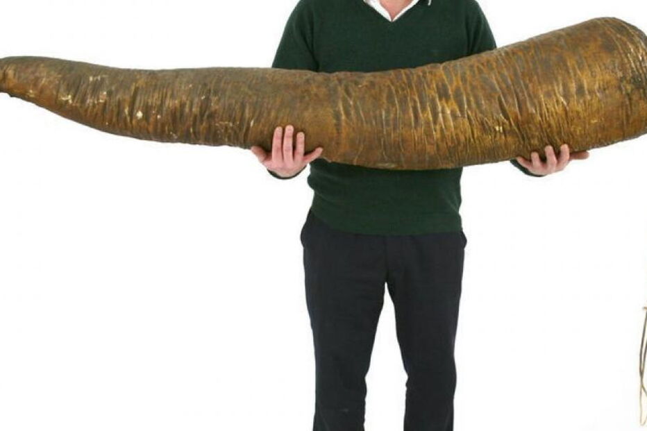 Pénis de baleia do século XIX vendido em leilão por 5200 euros