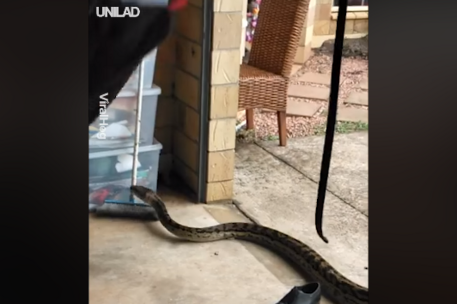 Família australiana encontra cobra pitão de 18 quilos em casa