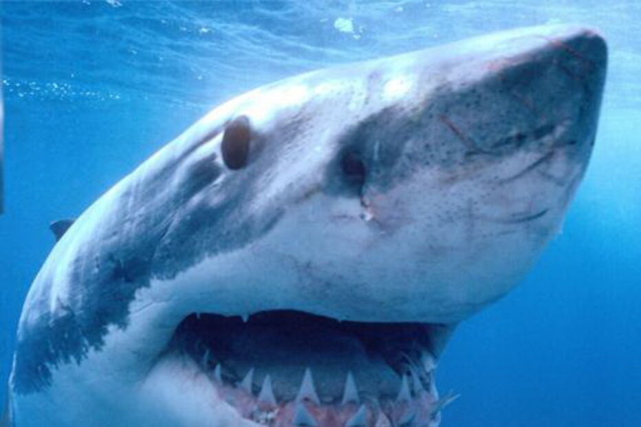 Tubarão 