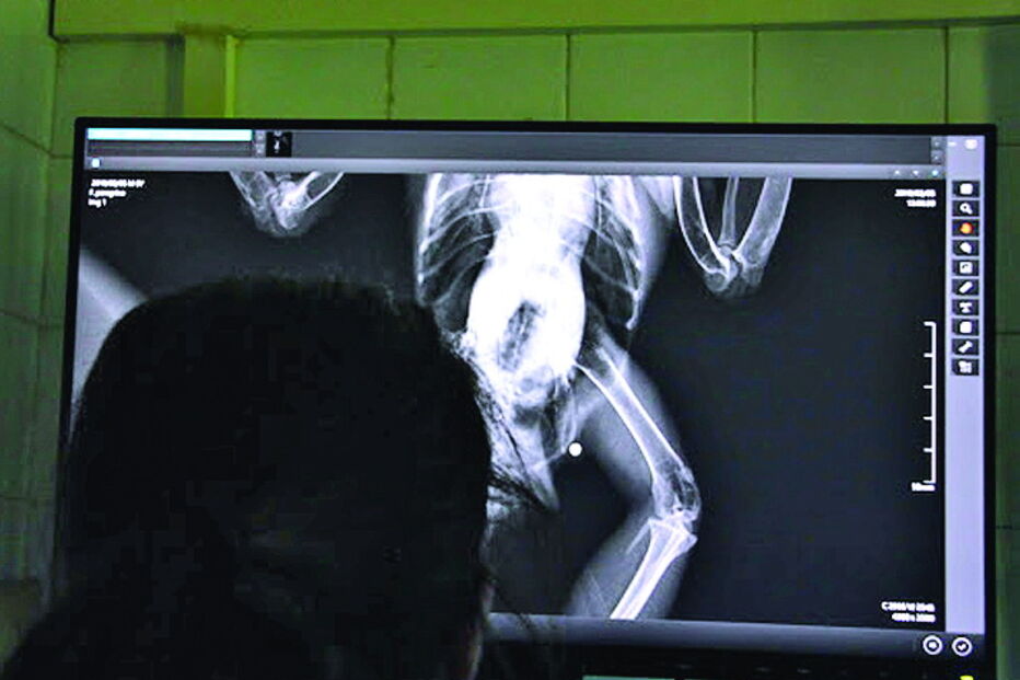 Raio-X detetou chumbo na cauda 