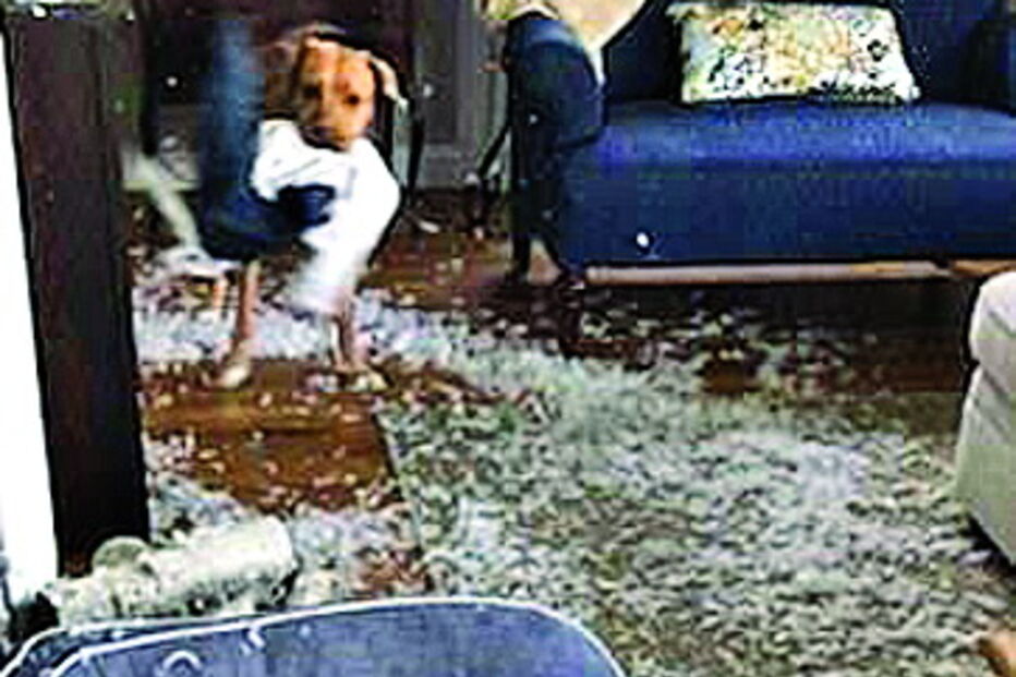 Cão destrói almofadas e faz 