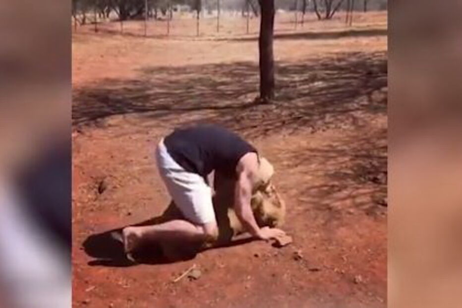 Vídeo mostra homem a pegar leão ao colo como se fosse um bebé