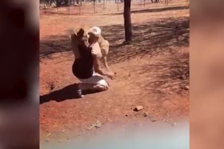 Vídeo mostra homem a pegar leão ao colo como se fosse um bebé