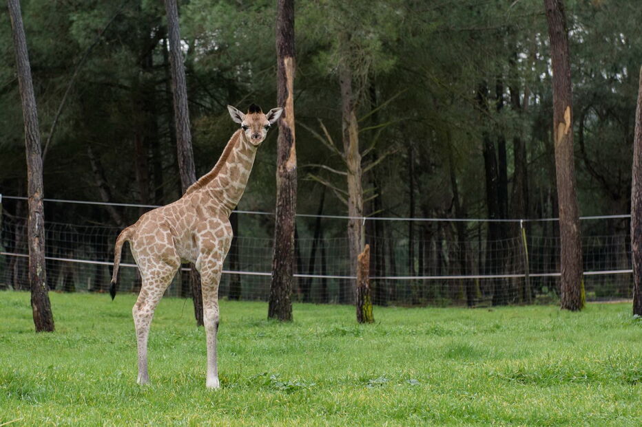 Nova cria de girafa nasceu no Badoca Park, em Santiago do Cacém