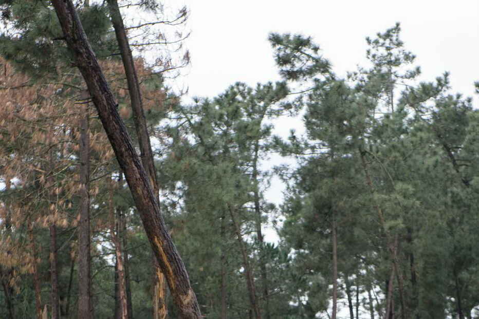 Nova cria de girafa nasceu no Badoca Park, em Santiago do Cacém