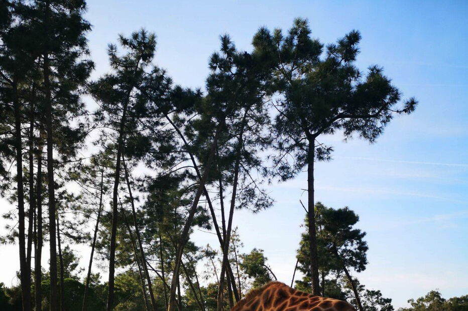 Nova cria de girafa nasceu no Badoca Park, em Santiago do Cacém
