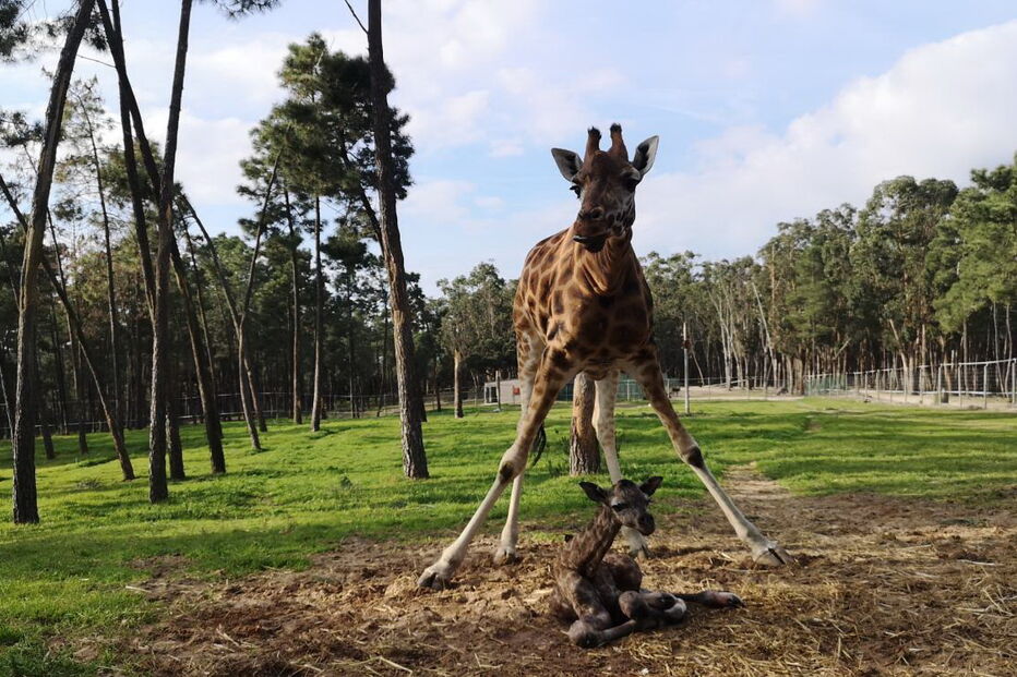 Nova cria de girafa nasceu no Badoca Park, em Santiago do Cacém