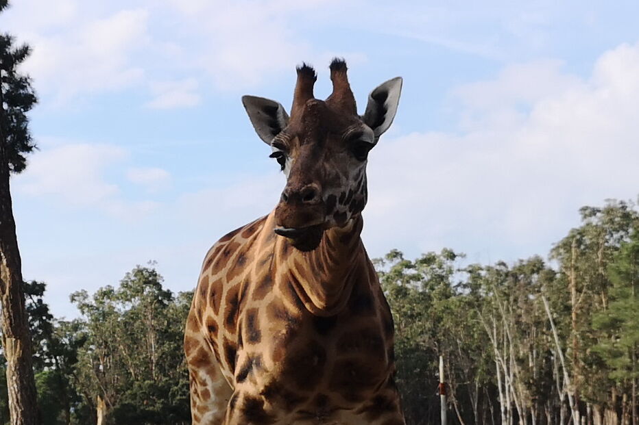 Nova cria de girafa nasceu no Badoca Park, em Santiago do Cacém