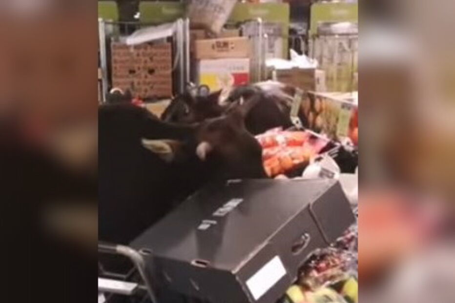 Vacas selvagens invadem supermercado em Hong Kong
