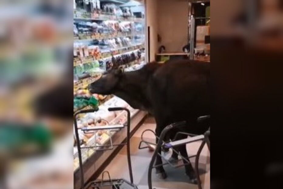 Vacas selvagens invadem supermercado em Hong Kong