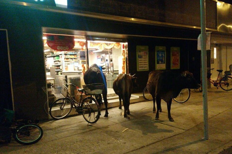 Vacas selvagens invadem supermercado em Hong Kong