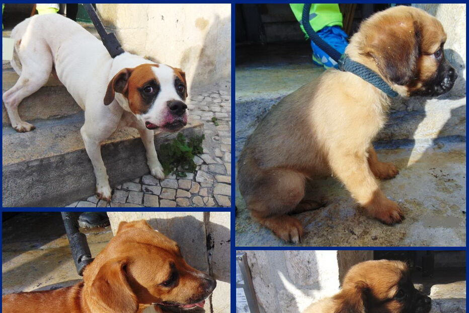 PSP resgata sete cães de casa imunda em Lisboa
