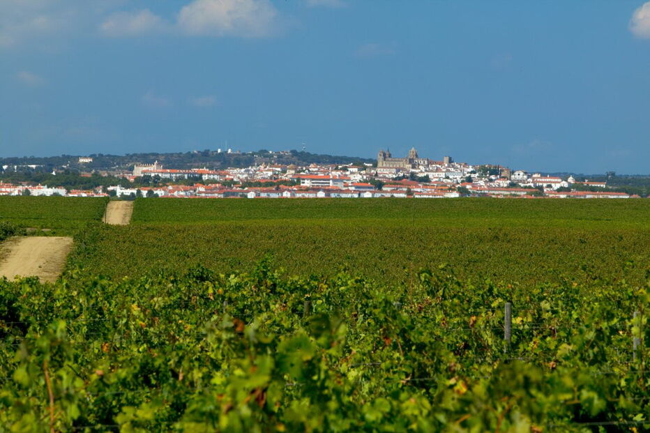 Vinhas da Adega da cartuxa, na Quinta de Valbom