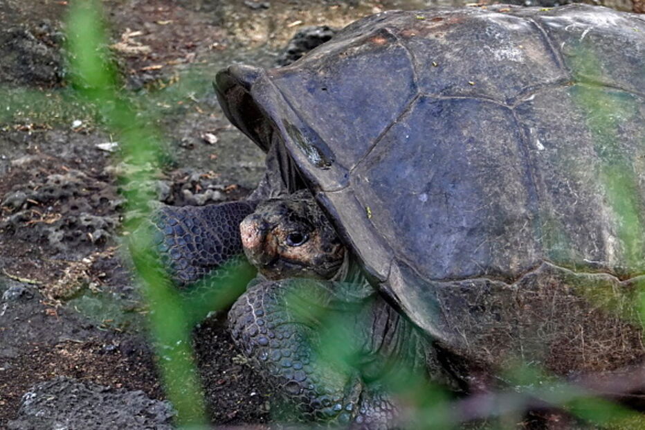 Encontrada tartaruga gigante que se acreditava estar extinta há 100 anos