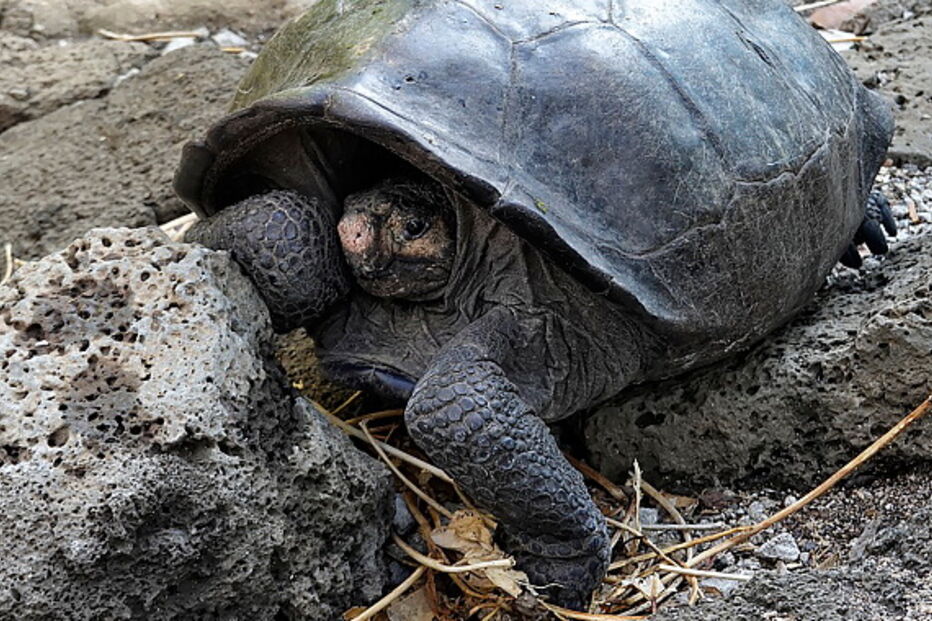Encontrada tartaruga gigante que se acreditava estar extinta há 100 anos