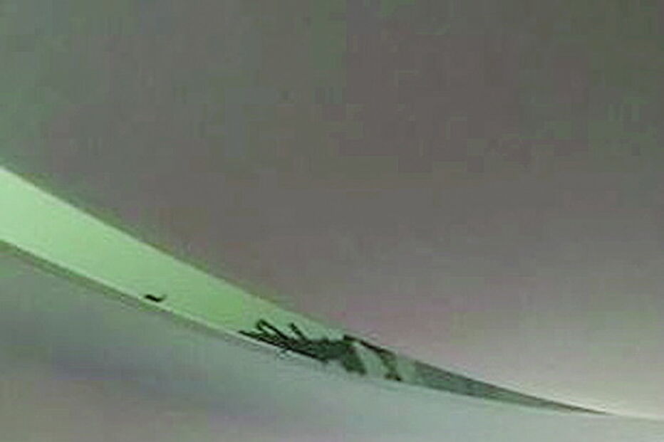 Escorpião causa pânico a passageiros em avião