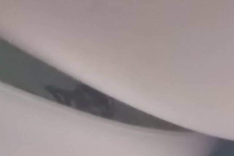 Escorpião causa pânico a passageiros em avião