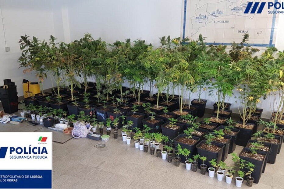 Ossadas e estufas com 133 pés de canábis encontradas pela PSP