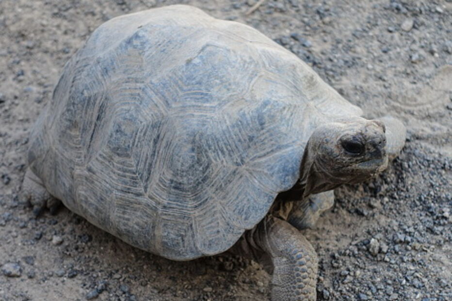 Mulher oferece 4400 euros para recuperar tartaruga fugitiva