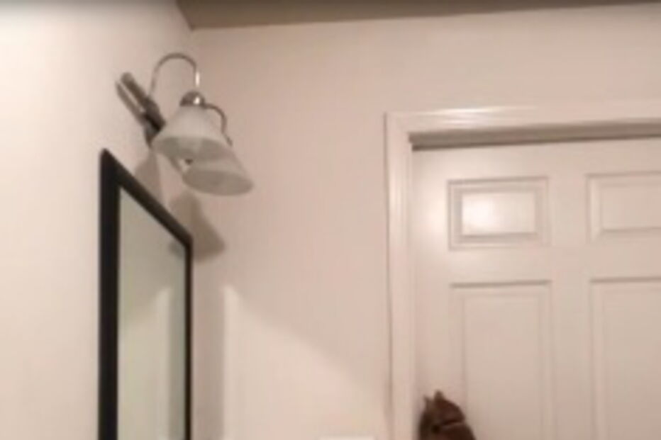 Câmara desmascara gato fugitivo