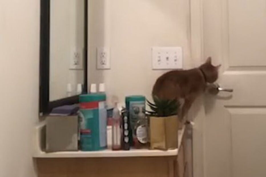 Câmara desmascara gato fugitivo